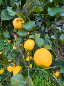 Knallgelbe Früchte wachsen an einem jungen Zitronenbaum um die Wette