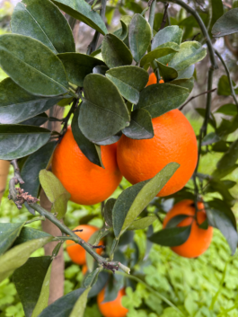 Leuchtende, erntereife Bitterorangen hängen am Baum