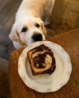 Schnappschuss in einem unserer Eiscafés: Ein Hund reckt seinen Hals und schnuppert nach einem Stück Kuchen 