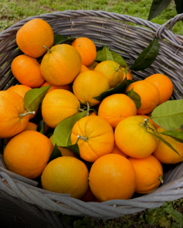Ein Erntekorb voller Bitterorangen vom Landgut Aqua Kiara