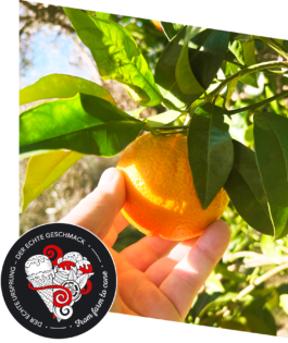 Eine Orange wird vom Baum gepflückt